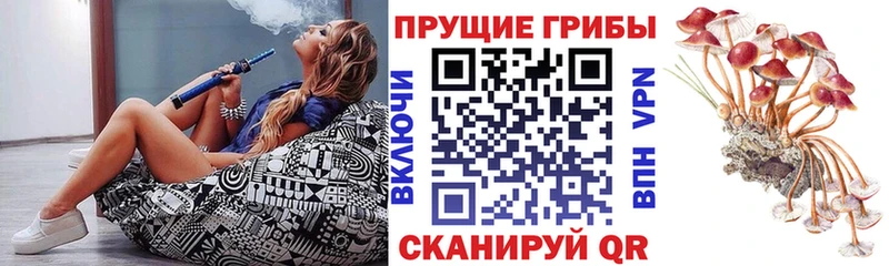 Купить закладки  Власиха  Псилоцибиновые грибы Cubensis 